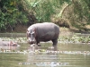 hippo