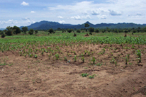 pix6-the-green-but-struggling-fields-of-maize